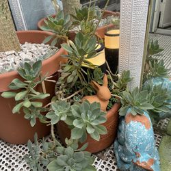Succulent In Clay Pot