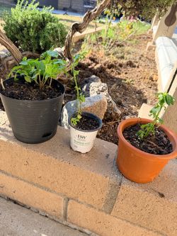 Potted mint