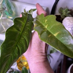 Several Houseplants Available Healthy 