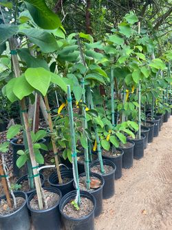 5 Gallon Size- Almond Trees- Mango Trees- Persimmon Trees- Lemon Guava Trees- Cherimoya Trees- Sapote Trees- Tiger Fig Trees- Passionfruit Vines- Mori