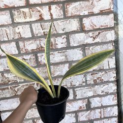 Snake Plant