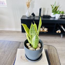 Sansevieria Trifasciata Plant 
