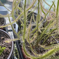 Avid insecticide 1 gal prepared