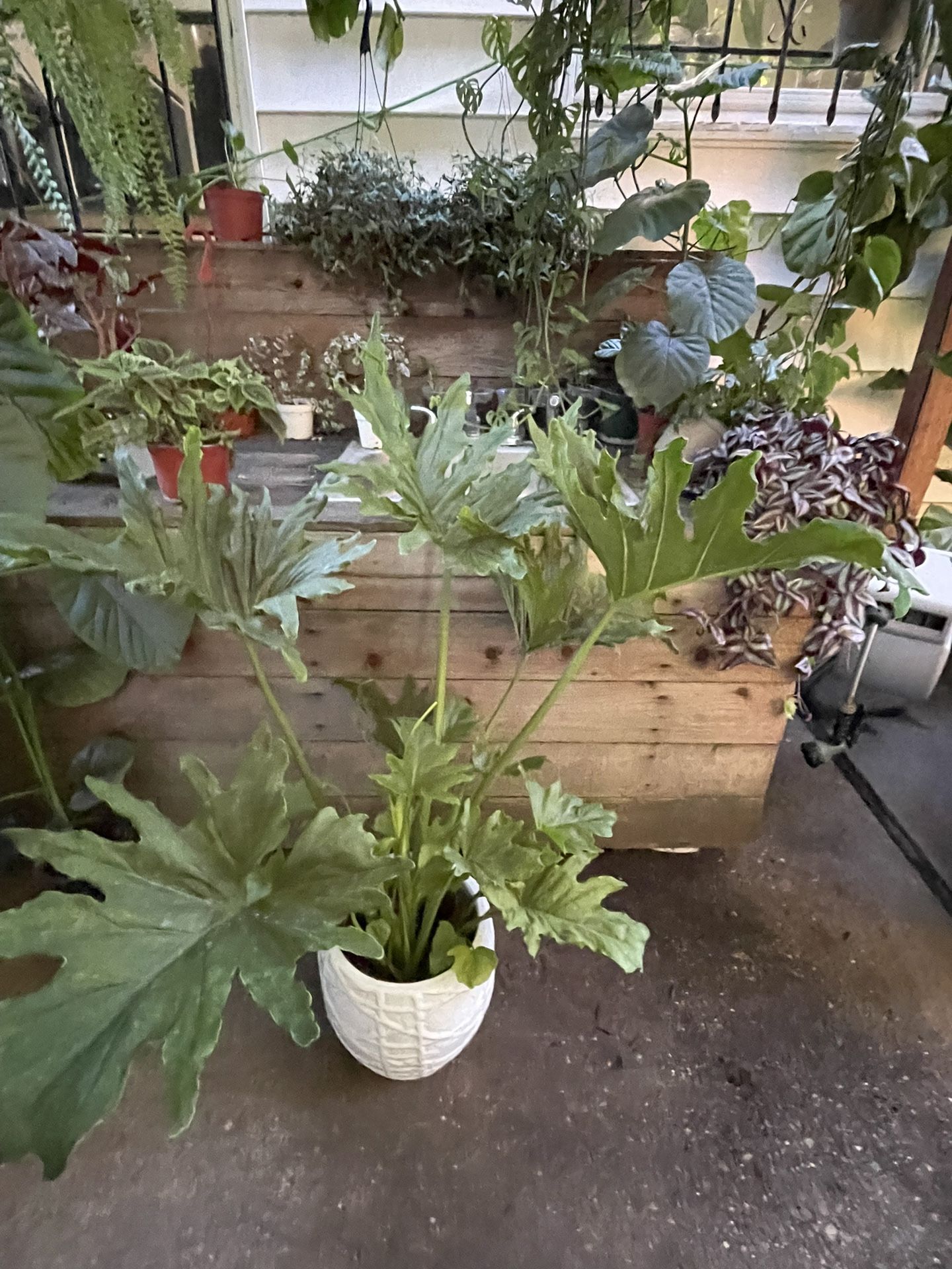 Huge Leaf Philodendron Hope; Indoor/outdoor Now$79/was$119 Exact Plant  /price Firm 95820. White Ceramic Pot Not Included 