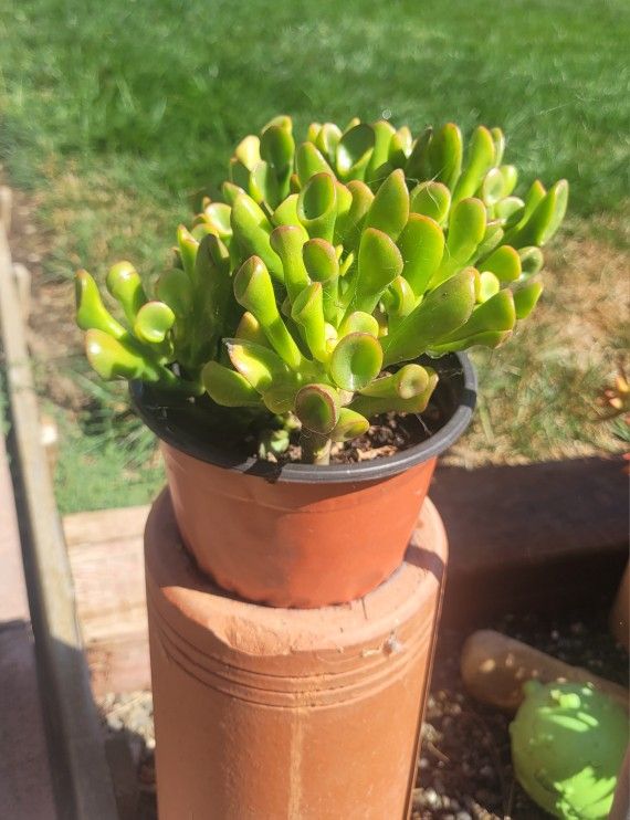 Ogre's Ear Jade Plant