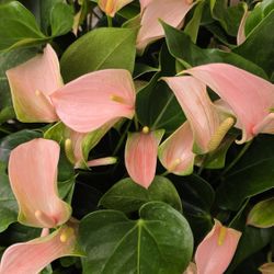 Pink Anthurium Blooming Plant
