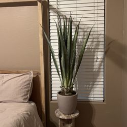 48" Potted Agave - Lloyd & Hannah