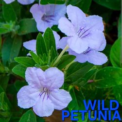 Wild Petunia Perennial Native Plant for Sale - Likes Sun
