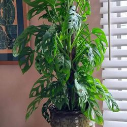 Lush Trailing wide Leaf Monstera Adansonii Plant / Swiss Cheese Monstera/ House Plant/ Indoor Plant Flower Patio Garden 