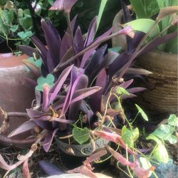 Plants Of Various Types