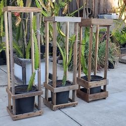 Dragon Fruit Trellis With Red Flesh Plant