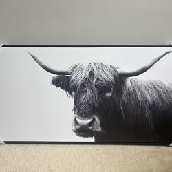 Cow Picture 