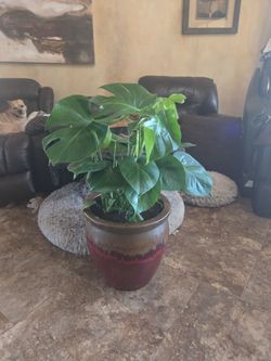 3ft tall lovely monstera plant in heavy 15in Ceramic Pot