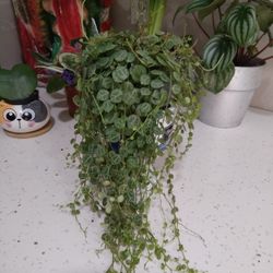 String Of Turtles 