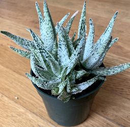 aloe vera als dünger verwenden Aloe Vera Dünger von Flora Boost für gesunde Pflanzen und reichhaltige Ernte main image 0