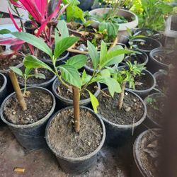 Bitter Leaf Tree, Cây Mật Gấu