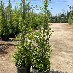 Ficus Hedge 
