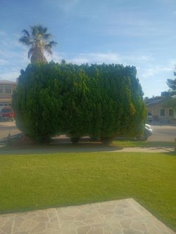 Triming plants