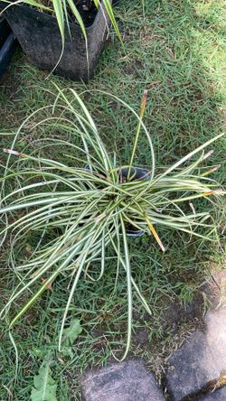 Assorted grass