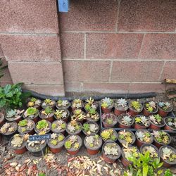 Beautiful Succulents $5 Each Plant Pot