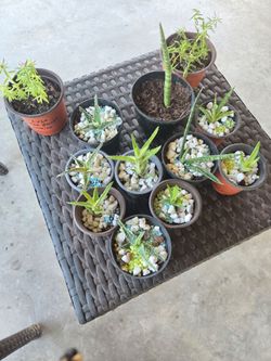Plantas mini