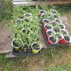 Cherry Tomatoes Each $2
