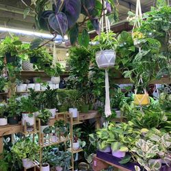 Indoor House Plants Cây Cảnh Trendy 