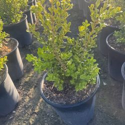 Japonese Boxwood 5gal