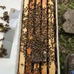 Local Apiary Honey Bees Nuc Colony 5 Deep Frames Jester Box Treated 