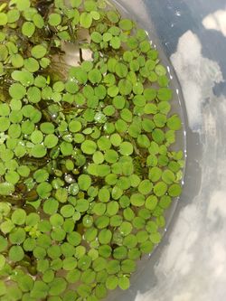 Aquarium freshwater floating live plants