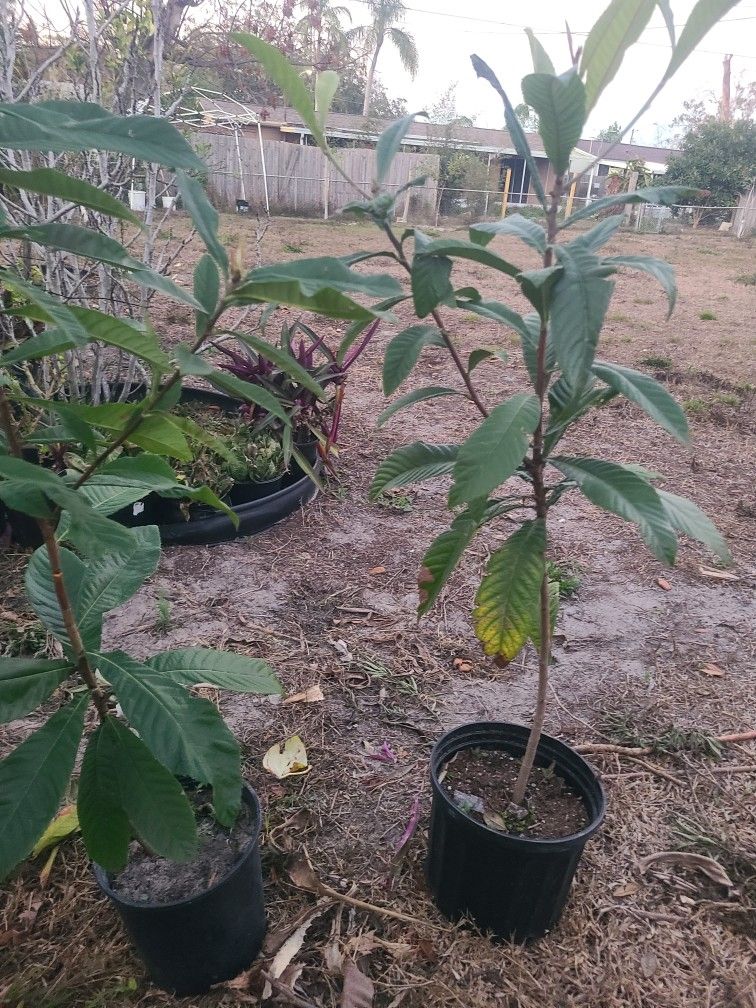 2 Loquet Tree