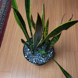 Snake Plant