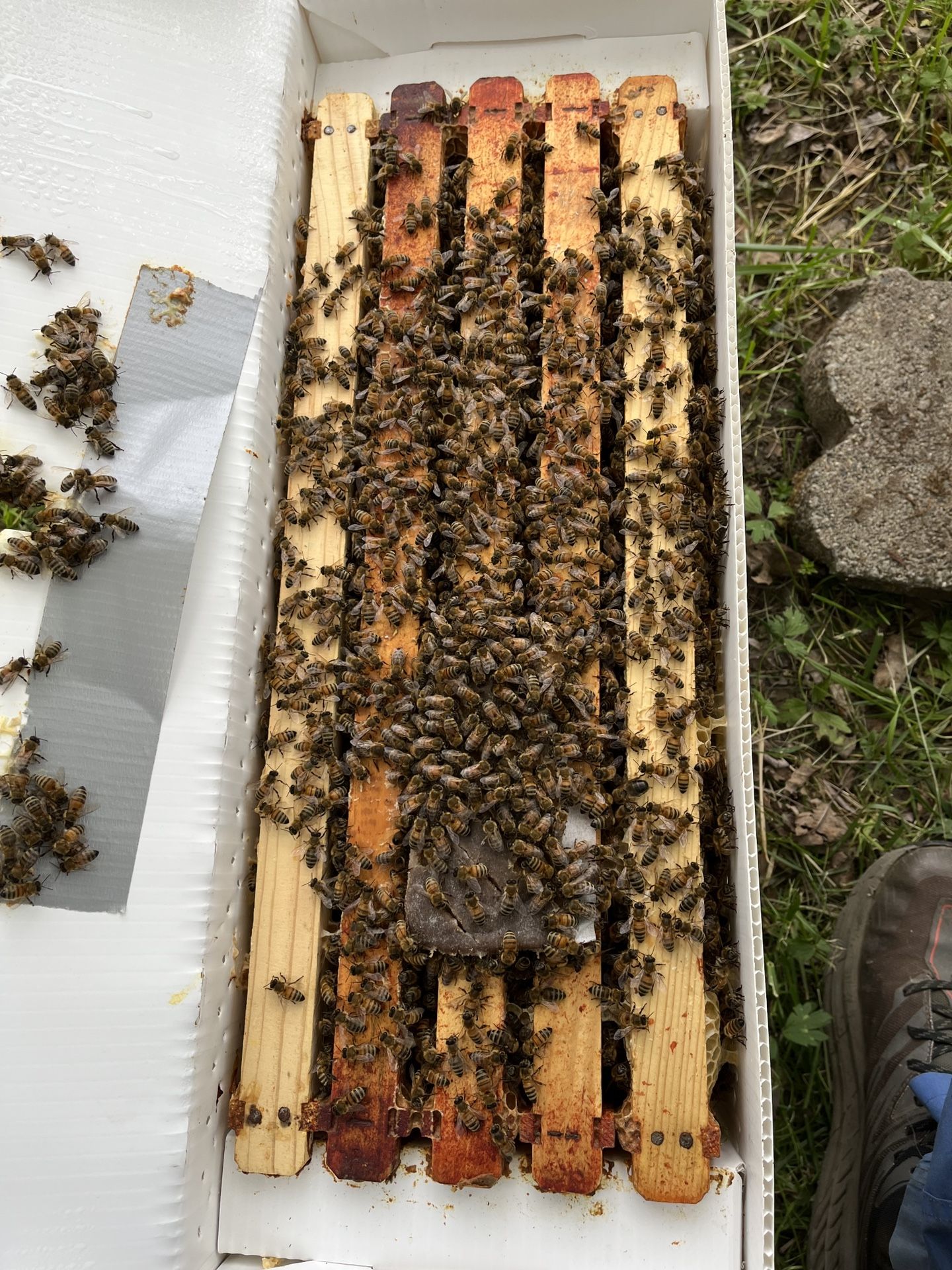 Local Apiary Honey Bees Nuc Colony 5 Deep Frames Jester Box Treated