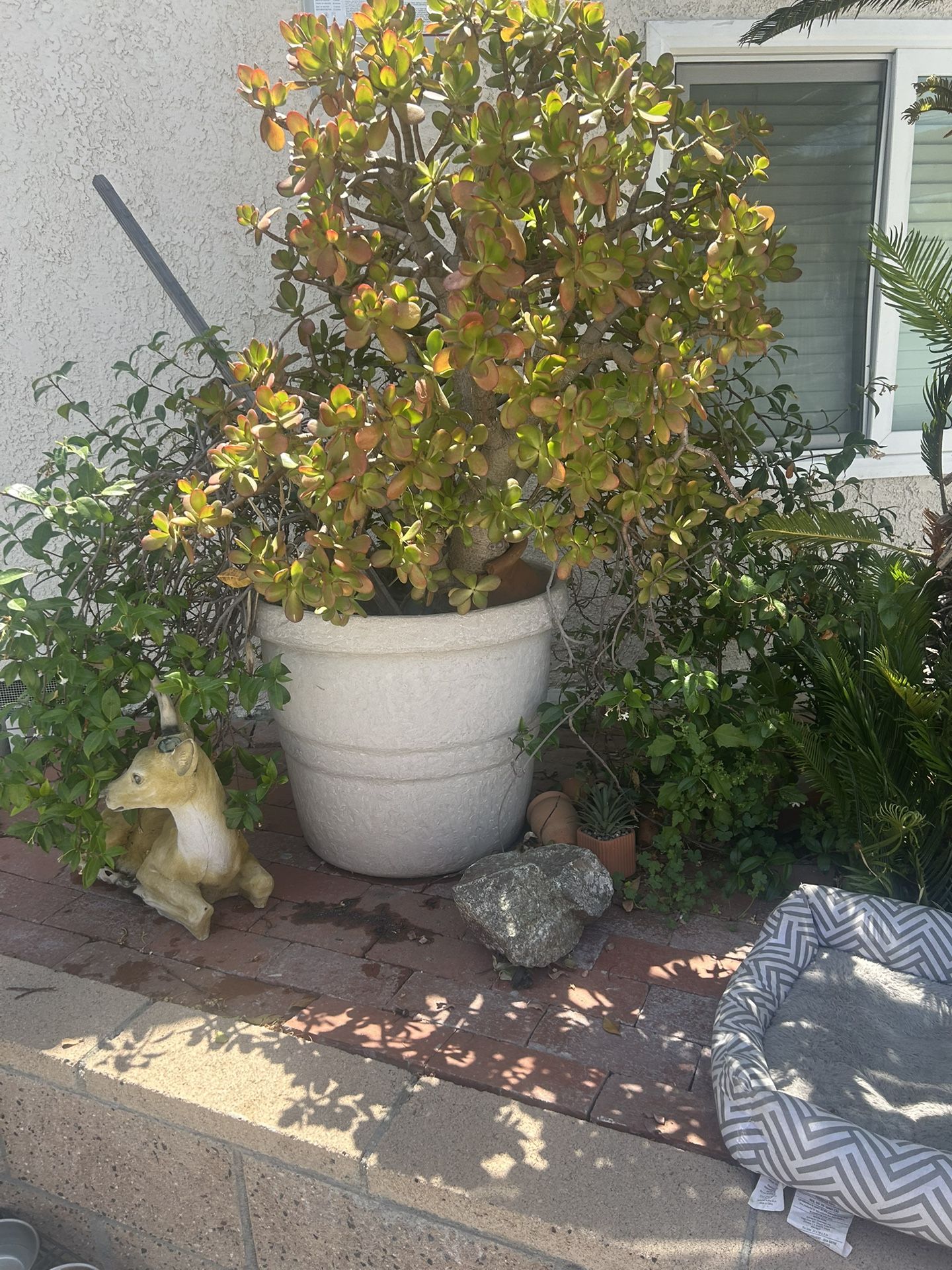 Big Plant Pot Diferente Plants