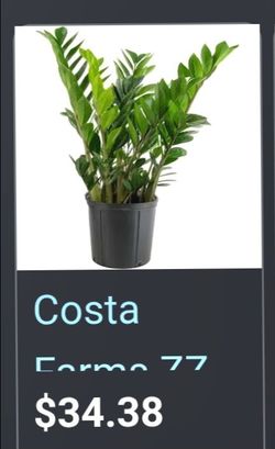 PLANTS