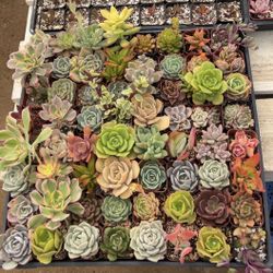 Succulent’s 🌸 and Cactus Cacti🌵 