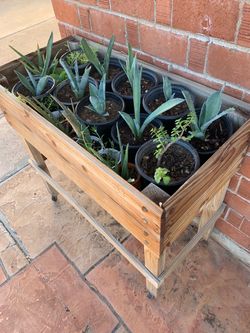 Five Dollars Each Small Plants Section