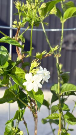 🌿 TALL ARABIAN JASMINE — 5 GALLON 🌿