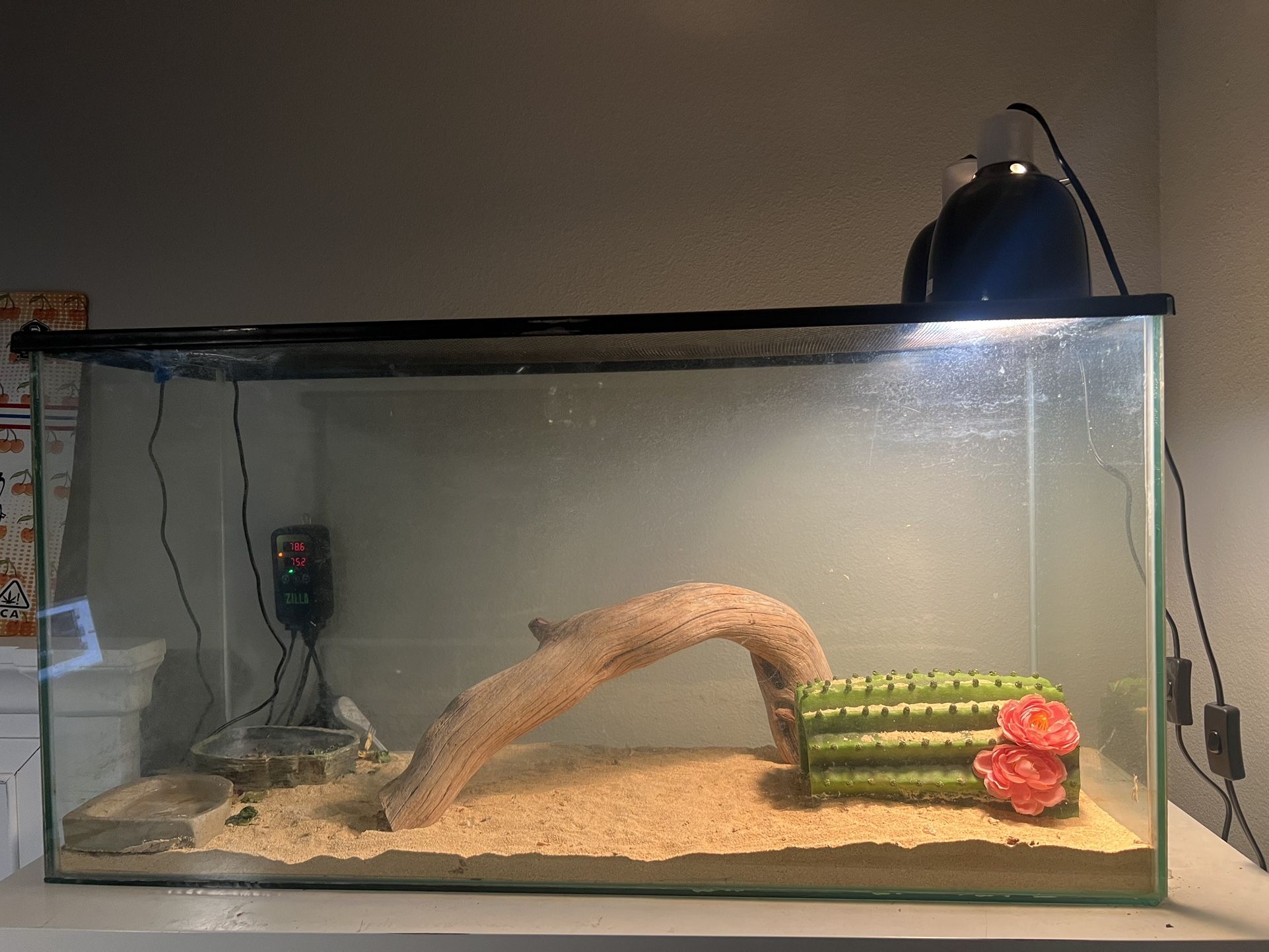 60 Gallon Seamless Glass Tank