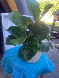 Ficus Loretta plant for room
