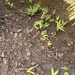 For Free Young King Palm Plants 🪴 