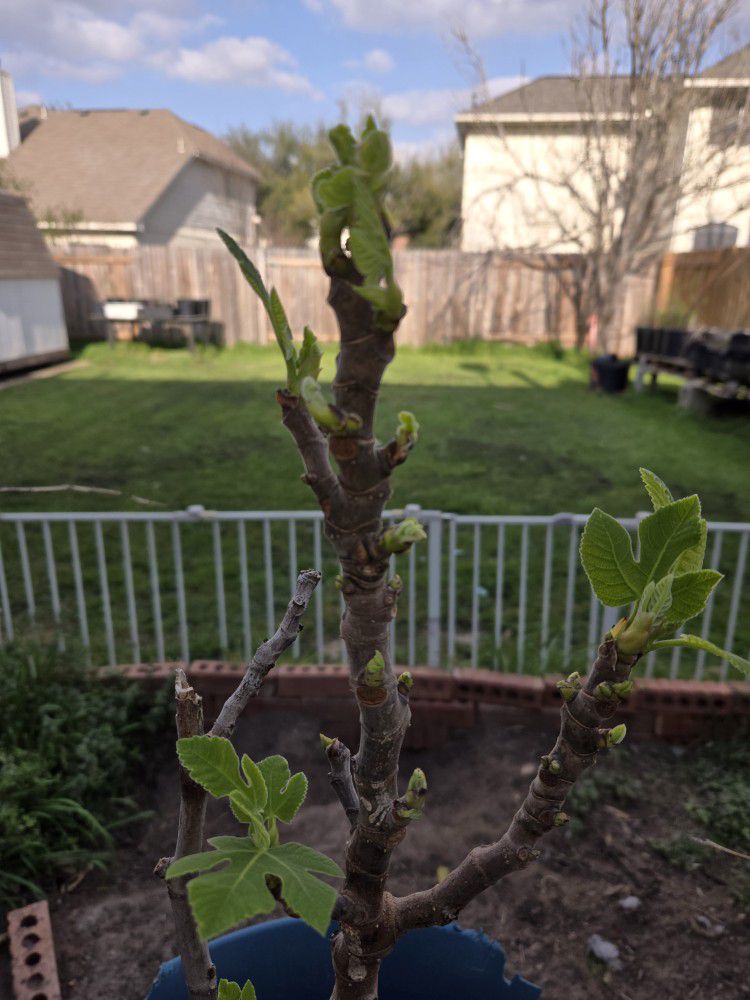 Fig Trees Available