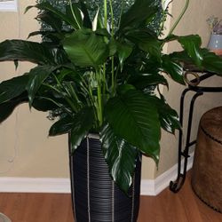 Lots Of Indoor And Outdoor Houseplants. 🪴