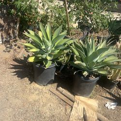 15g Agave