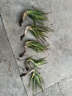 Aloe Vera Plants