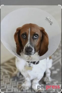 Animal E-Collar / Recovery Cone
