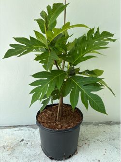 Breadfruit air layered tree