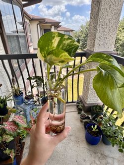 Rooted Golden Pothos Starter Plant