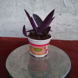 Purple Heart 💜 Plant 