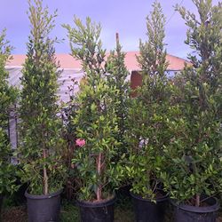 Ficus Nitida Or Laurel De LA India